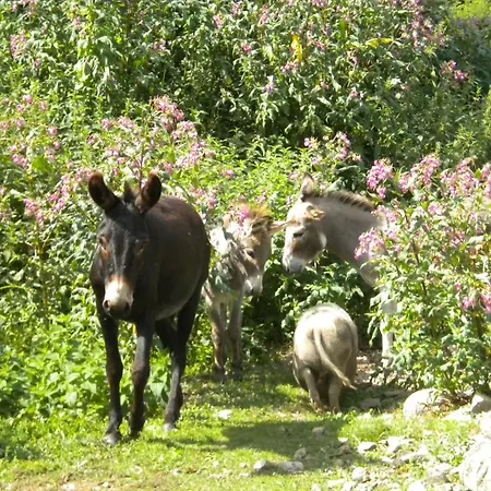 Luxury tent Le Moulin Gitenay - Gite 3*